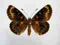 Melitaea didyma (aberration) (Internet Image property of respective owner, non-commercial use only)